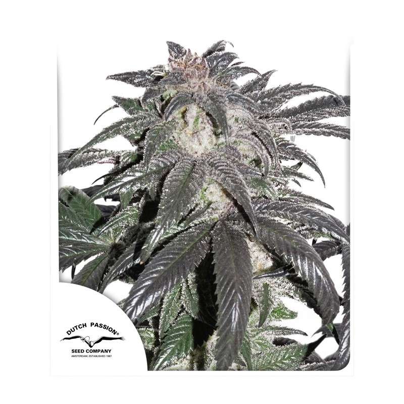 Bubba Island Kush - Semi Stagionali Fotoperiodici