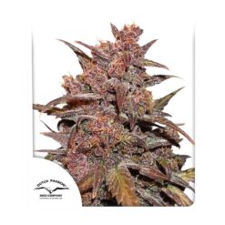 CBD Auto Blackberry Kush - Semi Autofiorenti