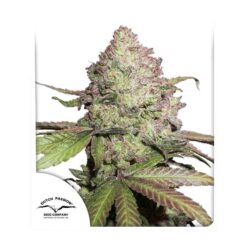 CBD Auto Charlotte’s Angel - Semi Autofiorenti