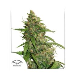 CBD Auto Compassion Lime - Semi Autofiorenti