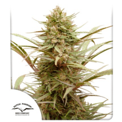 CBD Compassion - Semi Stagionali Fotoperiodici