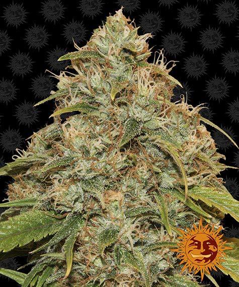 CBD Lemon Potion Auto - Semi Autofiorenti