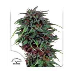 Durban Poison - Semi Stagionali Fotoperiodici