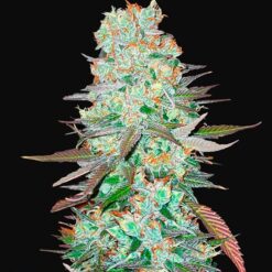 G14 Auto - Semi Autofiorenti