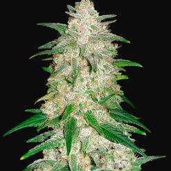 Gelato Auto - Semi Autofiorenti