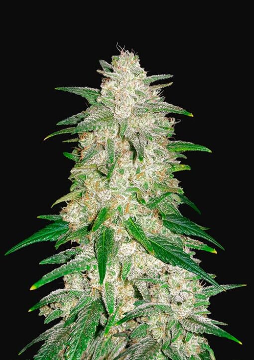 Gelato Auto - Semi Autofiorenti
