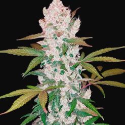 Girl Scout Cookies Auto - Semi Autofiorenti