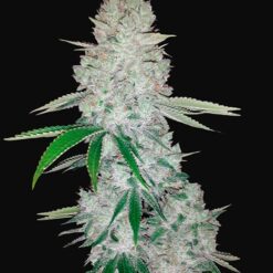 Gorilla Glue Auto (Glue Auto) - Semi Autofiorenti