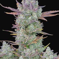 Gorilla Cookies Auto - Semi Autofiorenti