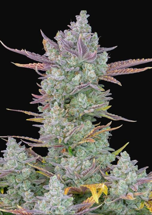 Gorilla Cookies Auto - Semi Autofiorenti