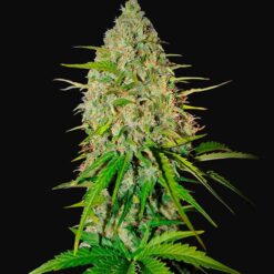 Grapefruit Auto - Semi Autofiorenti