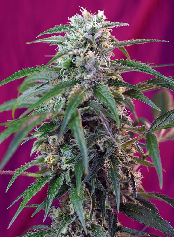 Green Poison Auto - Semi Autofiorenti