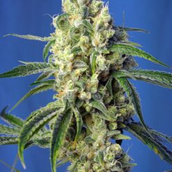 Green Poison CBD - Semi Stagionali Fotoperiodici