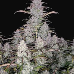 Green Crack Auto - Semi Autofiorenti