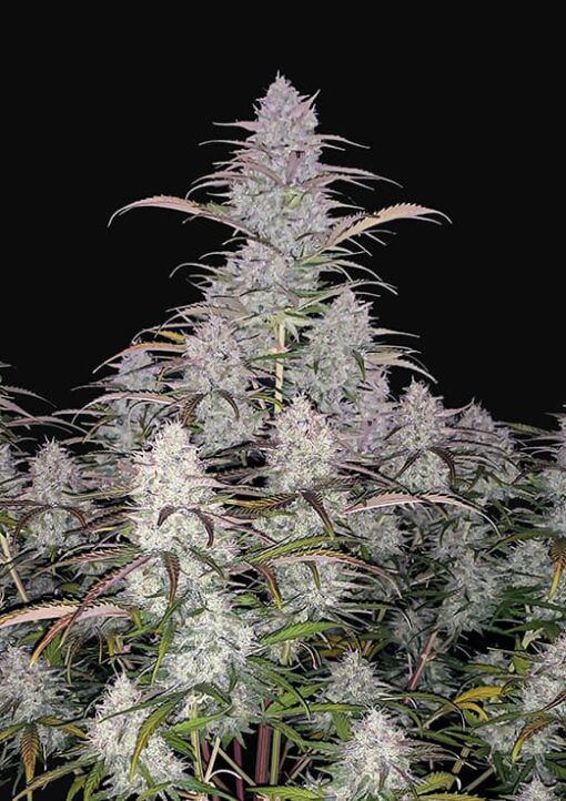 Green Crack Auto - Semi Autofiorenti