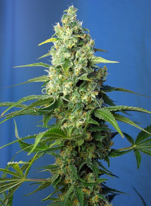 Honey Peach Auto CBD - Semi Autofiorenti