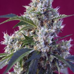 Indigo Berry Kush - Semi Stagionali Fotoperiodici
