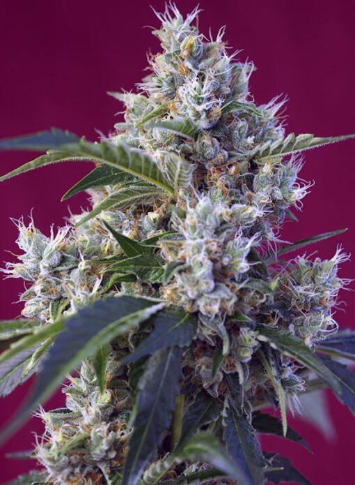 Indigo Berry Kush - Semi Stagionali Fotoperiodici