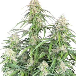 Jack Herer Auto Original - Semi Autofiorenti
