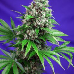 Killer Kush F1 Fast Version - Semi Stagionali Fotoperiodici