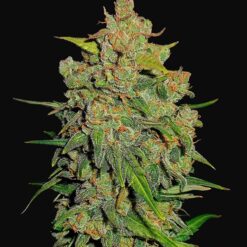 Lemon AK Auto - Semi Autofiorenti