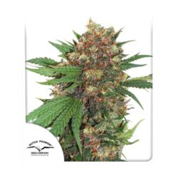 Master Kush - Semi Stagionali Fotoperiodici