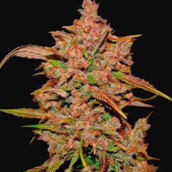 Crystal Meth Auto - Semi Autofiorenti