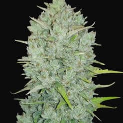 Northern Lights Auto Original - Semi Autofiorenti
