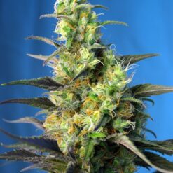 NYC Diesel CBD - Semi Stagionali Fotoperiodici
