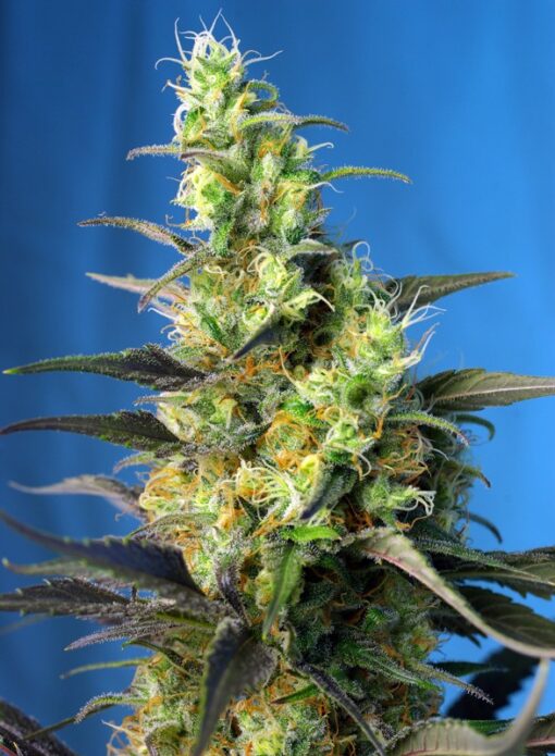 NYC Diesel CBD - Semi Stagionali Fotoperiodici