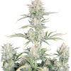 OG Kush Auto Original - Semi Autofiorenti