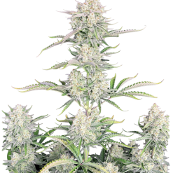OG Kush Auto Original - Semi Autofiorenti