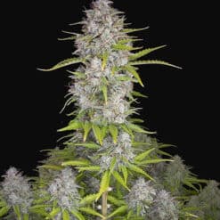 Orange Sherbet Auto - Semi Autofiorenti