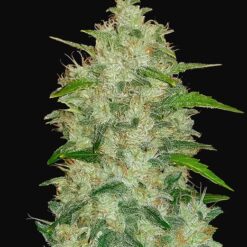 Chemdawg Auto Original - Semi Autofiorenti
