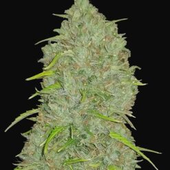 Jack Herer Auto Original - Semi Autofiorenti