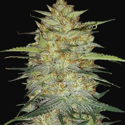 OG Kush Auto Original - Semi Autofiorenti