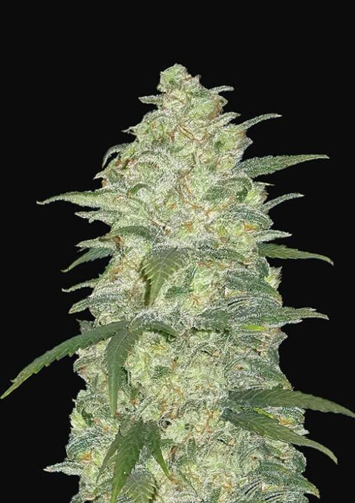 White Widow Auto Original - Semi Autofiorenti