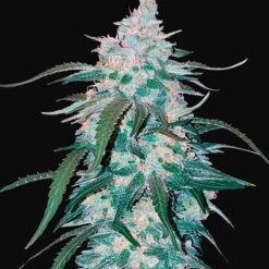 Pineapple Express Auto - Semi Autofiorenti