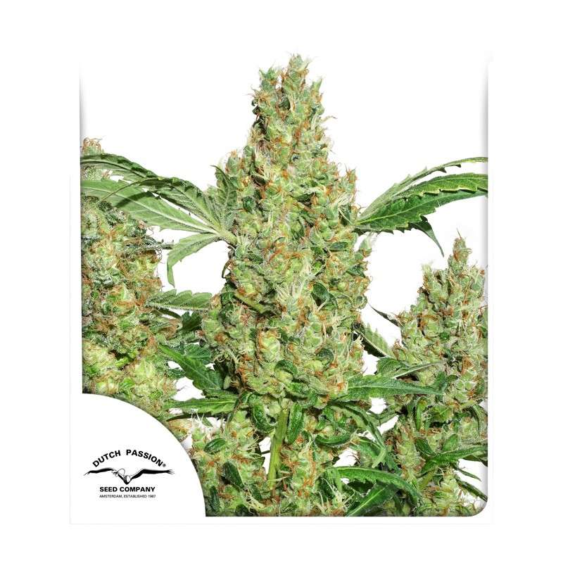 Power Plant - Semi Stagionali Fotoperiodici