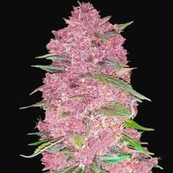 Purple Lemonade Auto - Semi Autofiorenti
