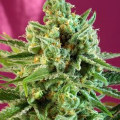 S.A.D. Sweet afgani Delicious CBD - Semi Stagionali Fotoperiodici