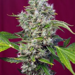 San Fernando Lemon Kush - Semi Stagionali Fotoperiodici