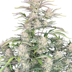 Sour Diesel Auto Original - Semi Autofiorenti