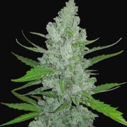 Sour Diesel Auto Original - Semi Autofiorenti