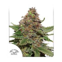 Strawberry Cough - Semi Stagionali Fotoperiodici
