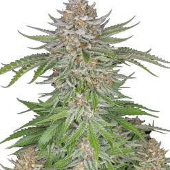 Strawberry Pie Auto - Semi Autofiorenti