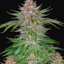 Strawberry Pie Auto - Semi Autofiorenti