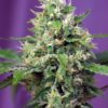Sweet Amnesia Haze XL Auto - Semi Autofiorenti