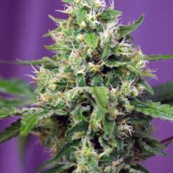 Sweet Amnesia Haze XL Auto - Semi Autofiorenti