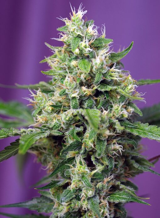 Sweet Amnesia Haze XL Auto - Semi Autofiorenti